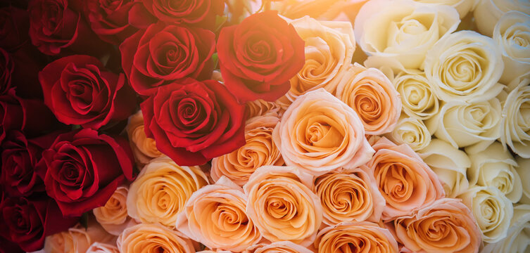 Floral background of red, white and pink roses. Large bouquets of colorful rose buds close up, festive floral background for women's day and valentine's day. Banner size