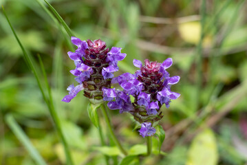 Kleine Braunelle (Prunella vulgaris)