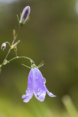 Glockenblume, Schellenblume