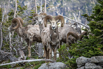 bighorn sheep looking at the camera in glacier national park Montana 
