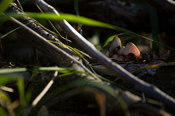 HONGOS DE COLORES