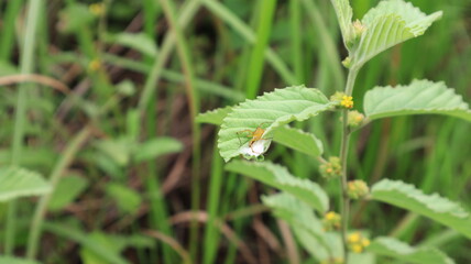 A brown stink bug sits on the tip of a flowering grass leaf.