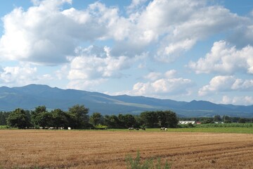 field of wheat and sky