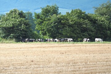 Wheat field with cows