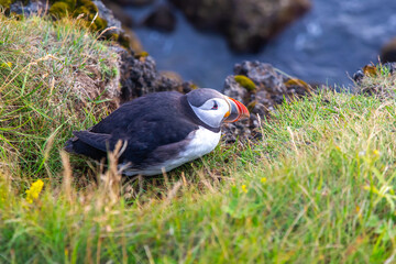 Puffin resting on grass by the coastline in Iceland during summer