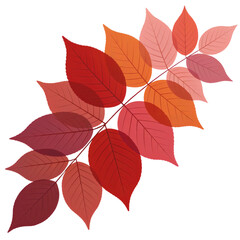 Autumn leaves branch with red, orange, and pink colors, isolated on transparent background