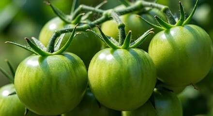 Unripe Green Tomatoes on the Vine in Sunlight.