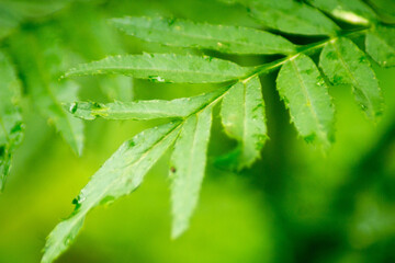Natural Abstract with Water Drops on Green Leaf