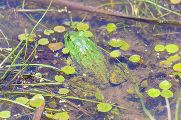 Northern Green Frog at Maumee Bay State Park, near Oregon, Ohio.
