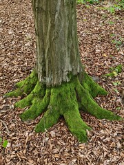 Tree roots in the forest in leaves covered with moss