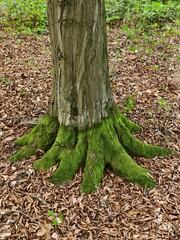 Tree roots in the forest in leaves covered with moss