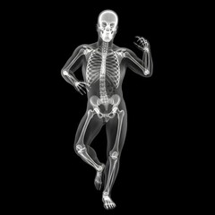 3d rendered illustration of a human skeleton