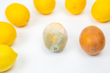 Lemons and moldy fruit arranged on white background highlighting contrasts in freshness