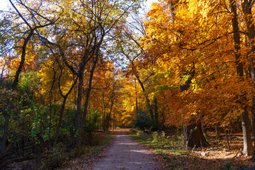 Fall season nature. Fall leaves of tree. Rustling leaves. Autumn tree. Nature in fall season. Autumnal sunny day. Seasonal leaves on tree. Natural autumn leaves. Autumn beauty of nature