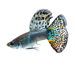 Naklejka premium Aquatic Beauty Isolated On White Background: A vibrant, intricately patterned guppy fish showcases its dazzling fins. This underwater marvel embodies aquatic elegance. 