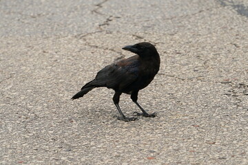 Black Corvus Crow birds search for things in a parking lot during the day.