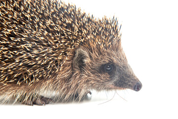 Close-up of a hedgehog on a white backdrop, highlighting its sharp quills and curious look