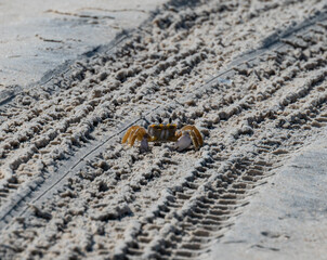 crab at beach