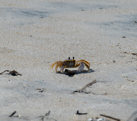 crab at beach