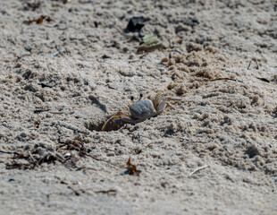 crab at beach