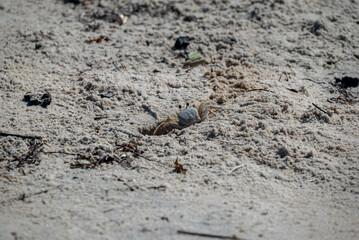 crab at beach