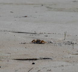 crab at beach