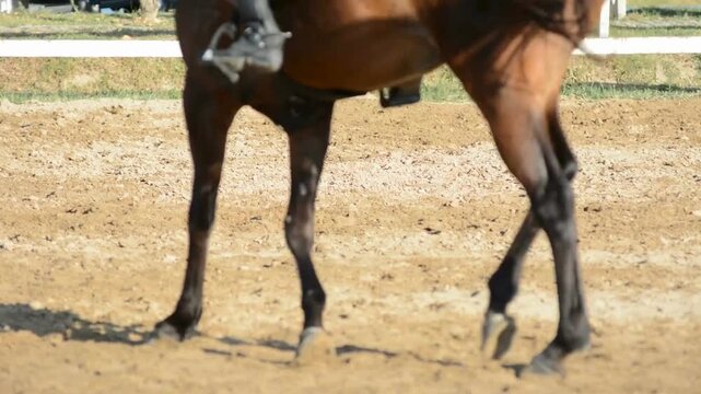 horse exercises in a sandy training arena, showcasing its agility as it trots confidently. The sun shines brightly, casting shadows on the ground while horses and riders move in the background.