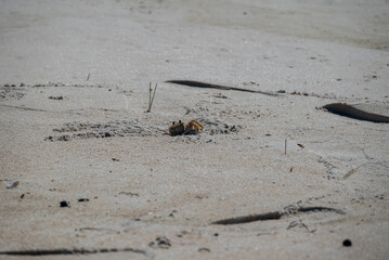 crab at beach