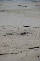 crab in sand