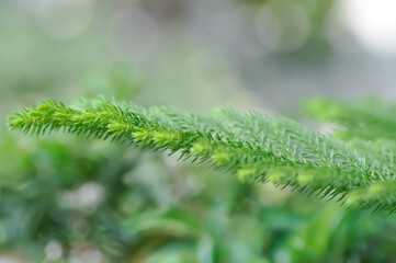 Araucaria cunninghamii, Araucaria heterophylla or Araucaria heterophylla Salisb Franco or Araucariaeae or Hoop pine or House Pine or Norfolk Island Pine or pine tree