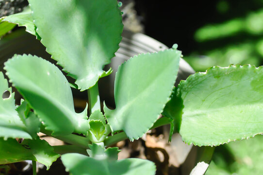 Bryophyllum pinnatum, Crassulaceae or Devils Backbone or Kalanchoe pinnata or Mother of Thousand or Kalanchoe laetivirens or Big Momma