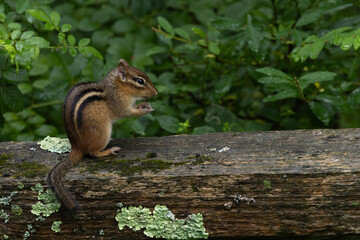 Chipmunk eating a snack