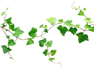 A green vine with heart-shaped leaves on a transparent background