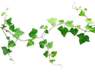 A green vine with heart-shaped leaves on a transparent background