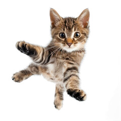 Fototapeta premium A playful brown and white kitten with one paw raised, looking up at the camera.