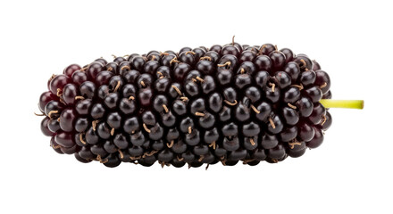 mulberry natures dark jewel, a symphony of sweetness and summers embrace