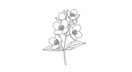 Fototapeta premium Elegant jasmine flower sketch, perfect for design projects, botanical illustrations, and spring themes