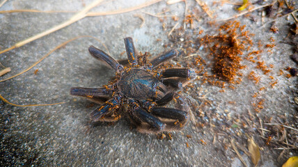Dead Papua tarantula (Selenocosmia) surrounded by red ants on the ground, dramatic close-up of wildlife and natural decomposition.