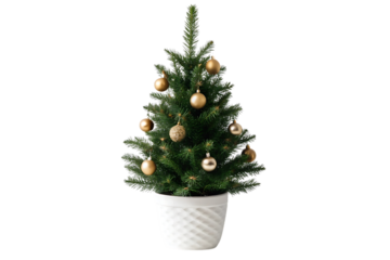 Small tabletop Christmas tree in white pot with gold ornaments and textured decorations, isolated on a transparent background