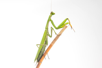 Green mantis perched on a stick against a bright background in a natural setting
