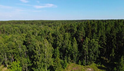 Obraz premium Lush conifers from above