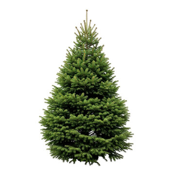 noble fir christmas tree perfect conical shape, lush green foliage, festive holiday symbol