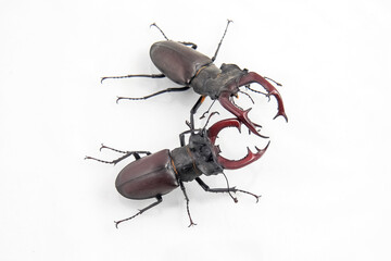Large beetles displaying unique features in a natural setting captured during daylight hours