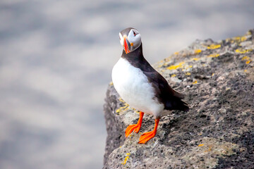 Puffin resting on a rocky shore in Iceland showcasing vibrant colors