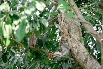 A cute baby long-tailed macaque monkey sits alone on a tree branch in a green forest, carefully eating a piece of food.