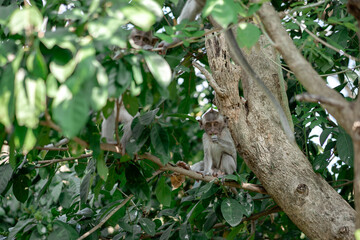 A small baby macaque monkey sits on a thick tree branch eating, with another monkey partially visible in the lush green background foliage.