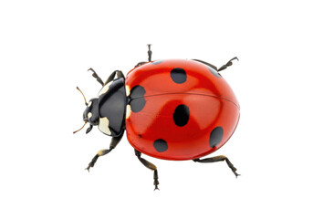 Detailed Close-up of a Vibrant Red Ladybug with Black Spots on a Transparent Background