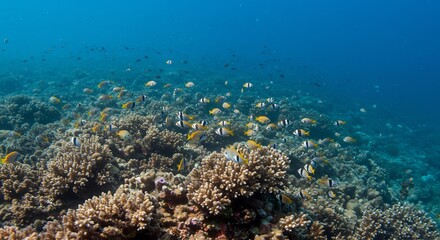 Fototapeta premium 透き通る海中、色鮮やかな珊瑚礁に群れる魚たち。穏やかな光が差し込む水中世界。. AI Generated