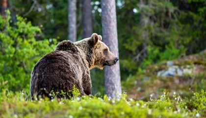 Fototapeta premium A brown bear stands in a lush green forest surrounded by trees and foliage.