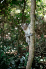 A young macaque monkey clings to a tree trunk, pausing its climb to look sideways. Beautiful bokeh highlights the animal in its forest home.